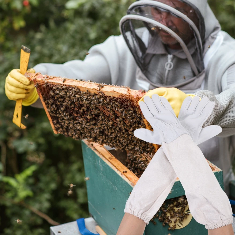 beegloveshive