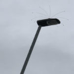 Daddi Long Legs 0.6m 2ft diameter Bird Deterrent Installed on Lampost