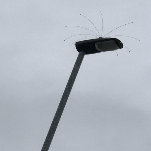 Daddi Long Legs 0.6m 2ft diameter Bird Deterrent Installed on Lampost