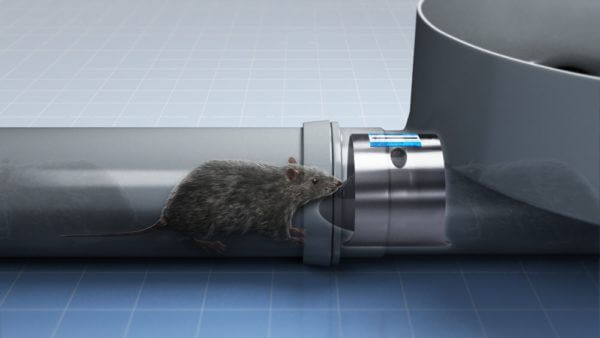 ratflap in pipe