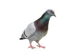 Pigeon Spikes, Nettings, Deterrents & Pest Control