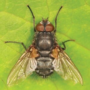 The Problem with Cluster Flies