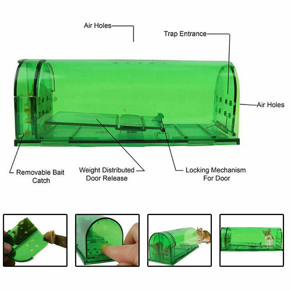 greenmsetrp